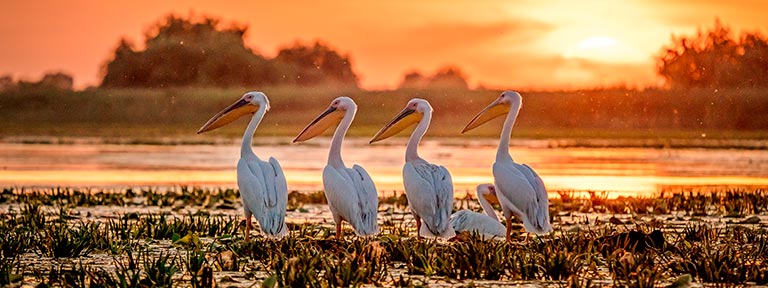 Pelicans on Lake Fortuna, Danube Delta, at sunset